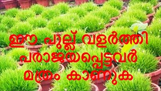 Hemigraphis rependa plant summer care star grass രോഗങ്ങൾ പരിചരണം [upl. by Erinna]