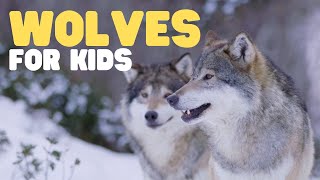 Wolves for Kids  Learn fun facts about this unique mammal [upl. by Araj]