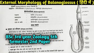 External Morphology of Balanoglossus in Hindi  BSc 3rd year Zoology 5th semester Second Paper [upl. by Map]