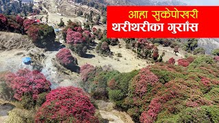 ढकमक्क गुराँस फूलेकाे सुकेपाेखरी । drone view sukepokhari । rhododendron [upl. by Ma]