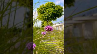 Verbena bonariensis verbena flower flowers streetflowers [upl. by Nomit]