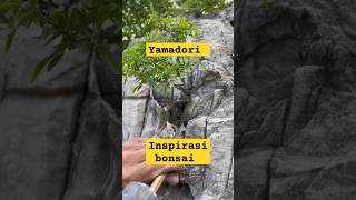 Yamadori Bonsai bonsai kereaktipchannel shortsvideo shorts inspiration [upl. by Ayamat]