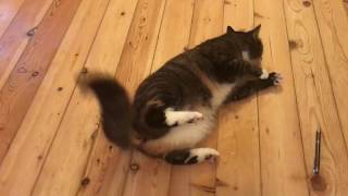 Katze krampft epileptischen Anfall  Cat cramps epileptic seizur [upl. by Yard]