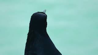 Boattailed Grackle Quiscalus major At Kure beach NC [upl. by Robbi735]