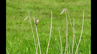 sedge warbler  schilfrohrsänger [upl. by Dlnaod52]