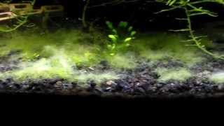 Battling The Cladophora Algae My Journey [upl. by Robet998]