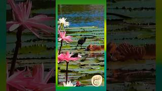 Dusky Moorhen with Chicks  Birdsong and Bloom in Queensland Wetlands  Yirrganydji Country [upl. by Parke588]