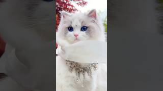 neeli aankhon wali Billi [upl. by Warfore40]