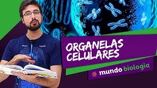 🔬 Citologia 27 Organelas Celulares  Biologia  ENEM [upl. by Seabury]