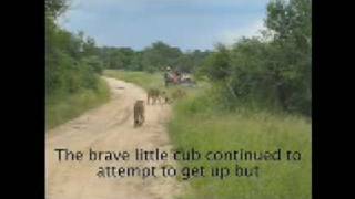 Battle at Sabi Sands Game Reserve [upl. by Kakalina28]