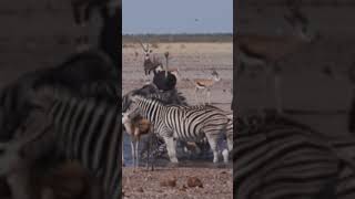 Etosha National Park at a Waterhole wildlife youtubeshorts [upl. by Nalro]