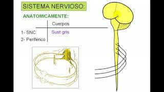 Pares craneales 1  Diagnostico X [upl. by Nirrol]