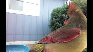 Backyard Birds 20  Cardinal Special  Northern Cardinal  Red Cardinal cardinal [upl. by Forsyth]