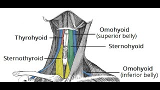 Two Minutes of Anatomy Infrahyoid Muscles [upl. by Lorelle]