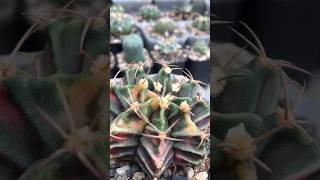 Gymnocalycium Mihanovichii Variegated unnamed with unusual spines and unique colors [upl. by Tenney]