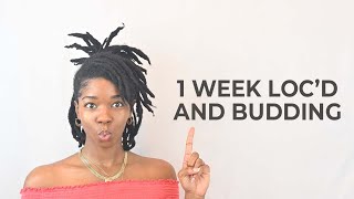 How To Loc FASTER My STARTER LOCS Are BUDDING  Loc Journey 1 Week Update [upl. by Mathe]