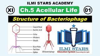 structure of bacteriophage  lecture 5 chapter 5 biology 1st year life cycle of bacteriophage [upl. by Neau504]