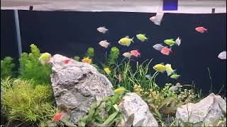 A low maintenance 3ft planted tank at EMC Kochi fishaquarium fishtank aquarium [upl. by Liba153]