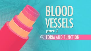 Blood Vessels Part 1  Form and Function Crash Course Anatomy amp Physiology 27 [upl. by Earl529]