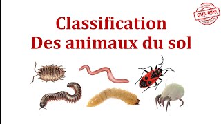 Classification des animaux du sol  GuilMini [upl. by Eveleen]