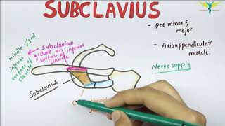 Subclavius  Muscle  Origin  Insertion  Nerve supply  Anatomy [upl. by Llehctim]