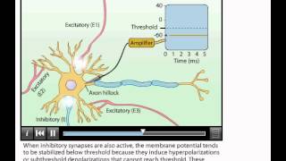 Animation Summation of Postsynaptic Potentials [upl. by Ayarahs]