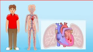 The circulatory system for kids [upl. by Rma]