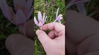 La colchique une plante très toxique et médicinale  Colchicum a very toxic and medicinal plant [upl. by Hwu]