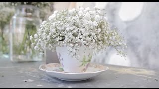 Gypsophila [upl. by Uzial]