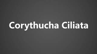 How To Pronounce Corythucha Ciliata [upl. by Teemus]