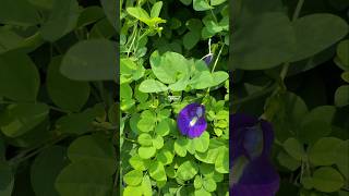 BUNGA TELANG TERNATE Atau Clitoria ternatea ‼ butterfly pea flowers bungatelang clitoriaternatea [upl. by Beore878]