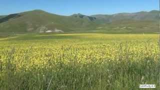 Castelluccio di Norcia e la fioritura delle Lenticchie nel Parco Monti Sibillini  Sibilliniwebit [upl. by Animahs172]