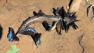 SLOW Motion Butterfly Puddling  Smarter Every Day 80 [upl. by Ydnam649]