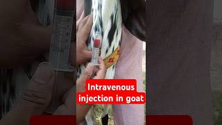 Intravenous injection in goat animals goats veterinary medicine goatfarming vet surgery [upl. by Lisa]