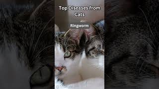 Top Diseases from Cats 3 Ringworms [upl. by Yaker]