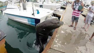 Pancho the sea lion Cabo San Lucas [upl. by Ecnarrat]