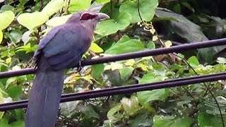 Greenbilled Malkoha Bird [upl. by Rora]