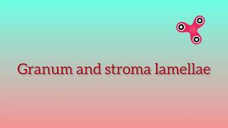 Granum and stroma lamellae [upl. by Nahtnhoj896]