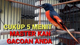 Burung mantenan besar gacor [upl. by Cleodal]