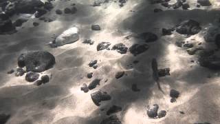 Humuhumunukunukuapuaa reef trigger fish Hawaii state fish at Waialea Beach [upl. by Balfour265]