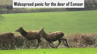 Devon and Somerset Staghounds cause widespead deer disturbance [upl. by Simonsen]