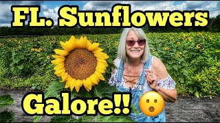 Sunflower farm Dunnellon FL [upl. by Adnuahsal]