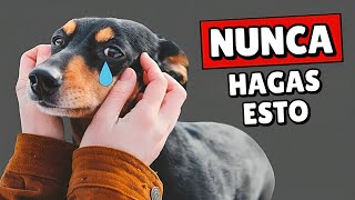 9 cosas que tu perro NUNCA perdonará Sorprendente [upl. by Nnaasil706]