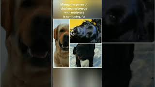 🐻How NOT to cross breed retrievers labrador golden mix dog breeding retriever mix [upl. by Brindell977]