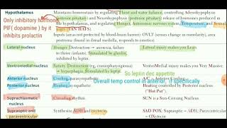 Hypothalamus Thalamus Sub thalamus  First Aid page 498 amp500 [upl. by Bowie994]