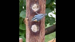 Red Breasted Nuthatch [upl. by Shurlock]