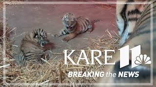 Pair of rare Amur tiger cubs debut at Minnesota Zoo raise hopes for the endangered species [upl. by Naik]