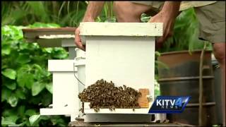 El Nino weather conditions attract honey bees [upl. by Eedrahs]