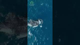 RARE Footage Orca KILLS Great White SHARK [upl. by Coombs]