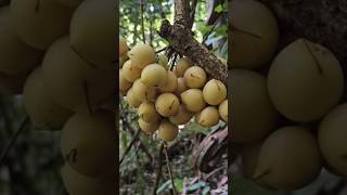 Forest Fruit fruit harvesting satisfying shortvideo [upl. by Maddie]